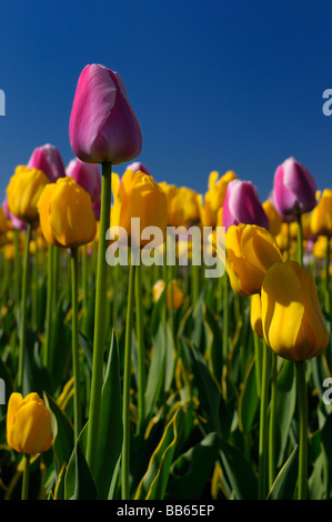 Close up tall pink Ollioules tulipani olandesi con giallo garantire fiori a Ottawa Tulip Festival con cielo blu nella primavera del letto giardino Foto Stock