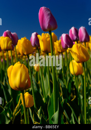 Close up di garantire giallo e viola e bianco ollioules tulipani olandesi a Ottawa tulip festival giardino con cielo blu Foto Stock