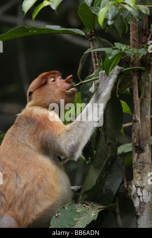 Femmina scimmia proboscide Nasalis larvatus Borneo di alimentazione Foto Stock