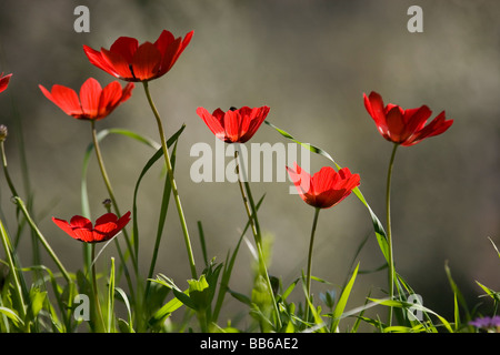 Rosso pavonina Anemone a fiori di prato in primavera tempo in Grecia Foto Stock