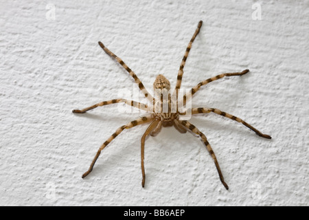 Vivaio Spider Web della famiglia Pisauridae sulla parete in Grecia Foto Stock