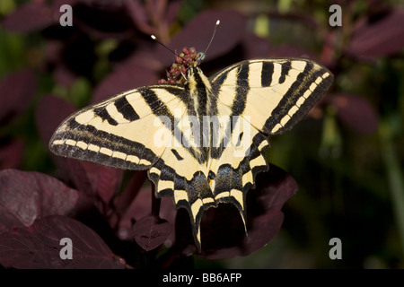 A coda di rondine del sud butterfly Papilio alexanor Foto Stock