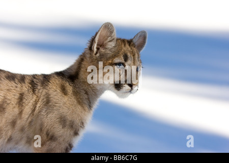 I giovani leoni di montagna, cougar, nella neve Foto Stock