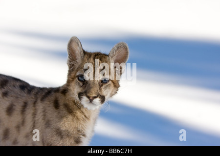 I giovani leoni di montagna, cougar, nella neve Foto Stock