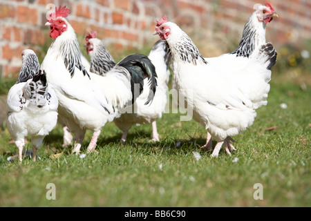 Il pollame da cortile in Foto Stock