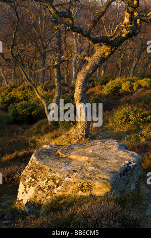 Morrone Birkwood, un antico naturale bosco di betulle vicino a Braemar. Foto Stock