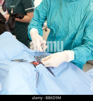 Vet operanti sul cane Foto Stock