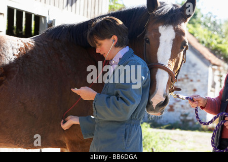 Esaminando Vet Horse con Stethescope Foto Stock