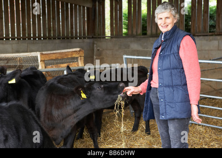 Agricoltore l' alimentazione del bestiame nel fienile Foto Stock