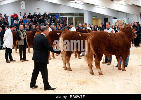 Mostra British Limousin bovini con il giudice ispezione su un pedigree in vendita in Borderway Mart Cumbria Foto Stock