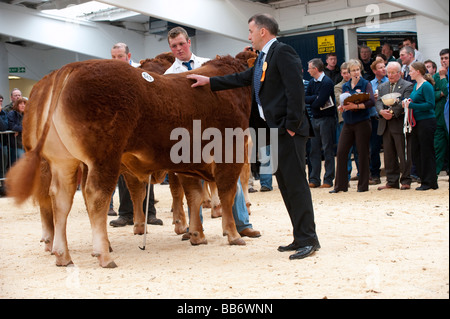 Mostra British Limousin bovini con il giudice ispezione su un pedigree in vendita in Borderway Mart Cumbria Foto Stock