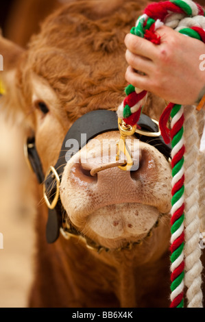 Mostra British Limousin bestiame in un pedigree in vendita in Borderway Mart Cumbria Foto Stock