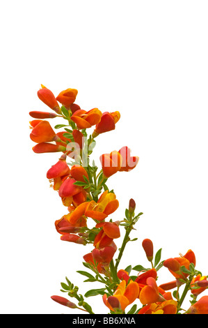 Rosso fiori di ginestra Cytisus Lena Foto Stock