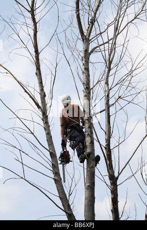 Arborist nel cavo elettrico nella struttura ad albero di raggiungere per sega a catena Foto Stock