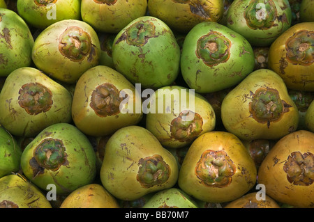 Noci di cocco verde Mysore Karnataka India Foto Stock