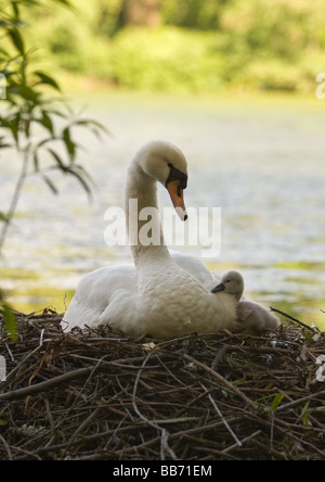 Cigno sul nido con molto giovane cygnet Foto Stock