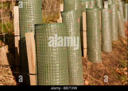 Piantate hedge con giovani alberi protetti con protezioni di plastica Cumbria Foto Stock