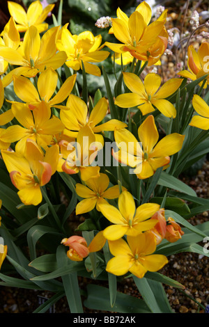 Tulipa heweri, liliacee. Un tulipano giallo dall'Afghanistan. Foto Stock