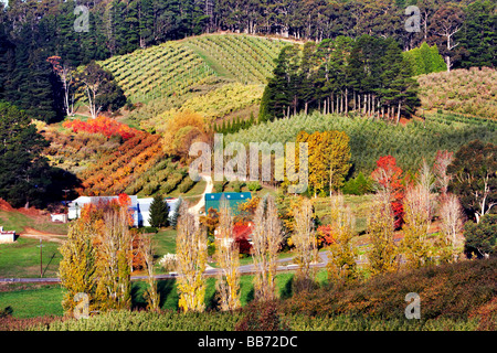 Vigneti a gamma di foresta nel Mount Lofty Ranges Australia del Sud Foto Stock