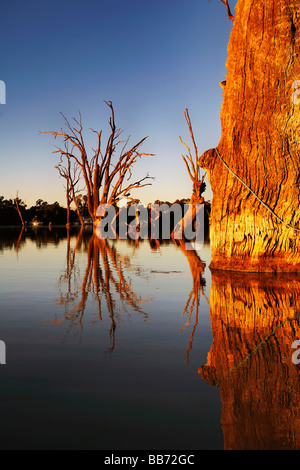 Murray River Lagoon Riverland Renmark Sud Australia Foto Stock