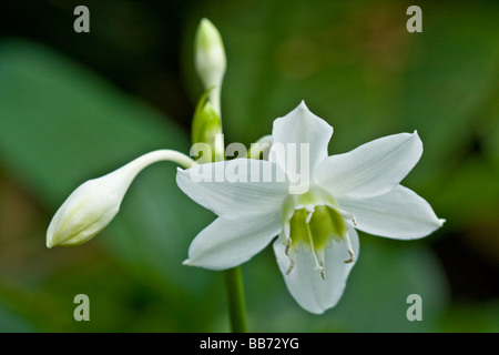 Amazon Lily (Eucharis grandiflora) Foto Stock