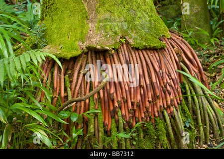 Close-up immagine delle radici esposte di un cocco Palm tree in Hawaii Foto Stock