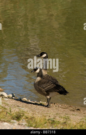 Oche ghignante Foto Stock