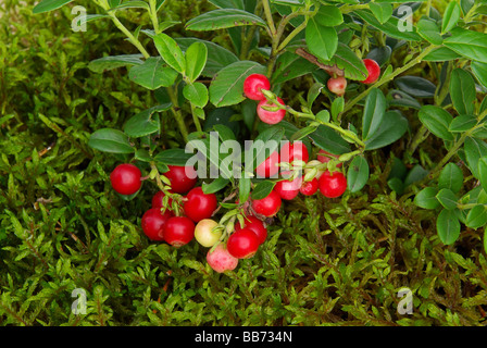 Preiselbeere cowberry 02 Foto Stock
