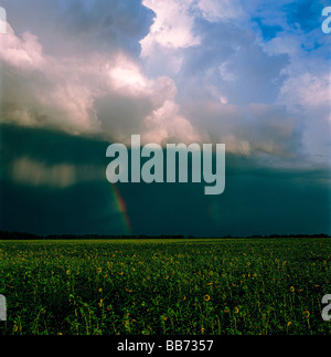 Rainbow e thunderclouds oltre il campo di semi di girasole. Altai, Siberia, Russia Foto Stock