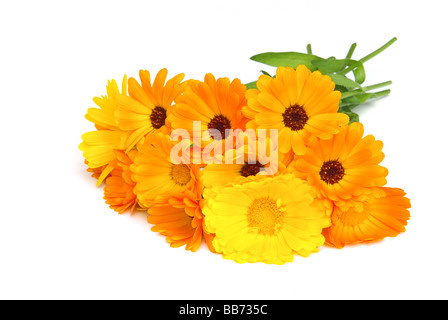 Ringelblume calendula 03 Foto Stock