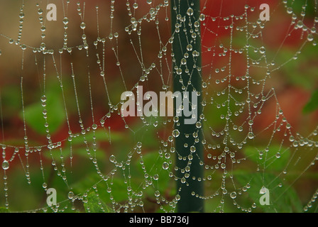 Spinnennetz ragnatela 03 Foto Stock
