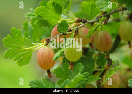 Stachelbeere Uva spina 01 Foto Stock