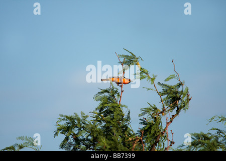 Il Giovenco Rigogolo (Icterus bullockii), Arizona Foto Stock