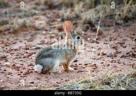 I capretti Silvilago Orientale (Sylvilagus floridanus), Arizona meridionale Foto Stock