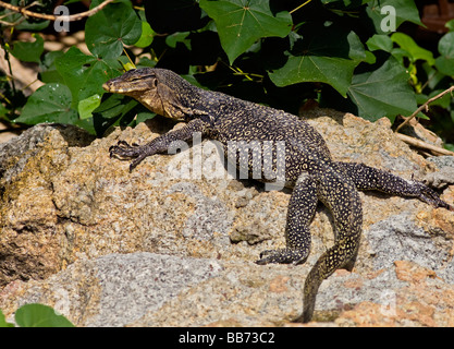 Monitor Lizard (Varanus niloticus) riscaldamento fino al sole su una roccia Borneo Malaysia Foto Stock