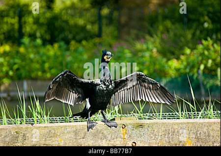 Ensoleillement Cormerant se stesso a Londra nel sole primaverile. Visto qui (insolitamente ) a Finsbury Park a nord di Londra. Foto Stock