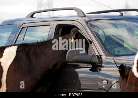 Holstein giovenche mettendo testa attraverso un Freelander finestra 4x4 in un campo Lancashire Foto Stock