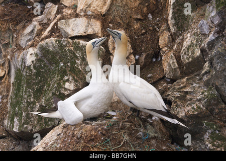 Northern Gannet Sula bassana coppia visualizzazione Foto Stock