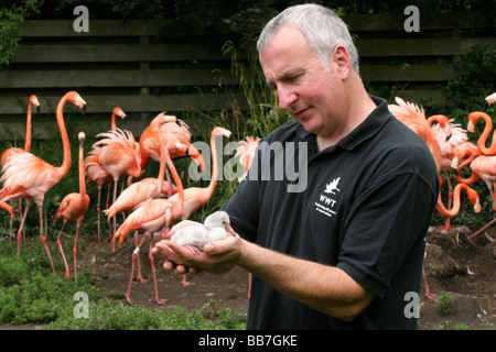 I fenicotteri a WWT National Wetland Centre Wales Foto Stock