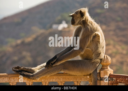 Pianure Settentrionali Langur grigio (Semnopithecus entellus), Nord India, India, Asia Foto Stock