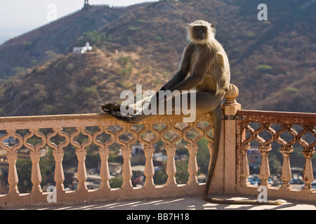 Pianure Settentrionali Langur grigio (Semnopithecus entellus), Nord India, India, Asia Foto Stock