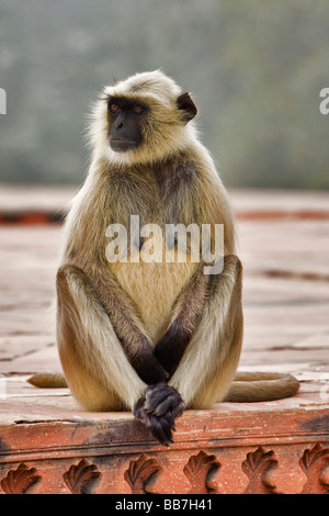 Pianure Settentrionali Langur grigio (Semnopithecus entellus), Nord India, India, Asia Foto Stock