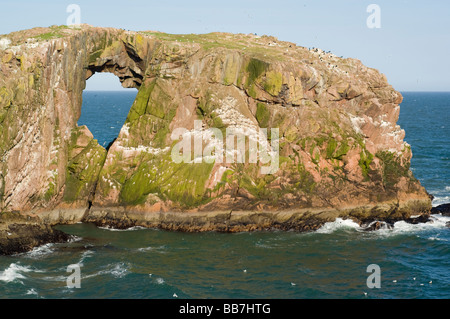 Dunbuy, una roccia naturale arco e la costa rocciosa in Aberdeenshire, con il mare uccelli che nidificano sulle scogliere di granito. Foto Stock