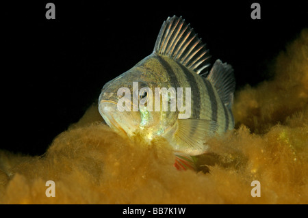 Unione pesce persico, Perca fluviatilis Foto Stock