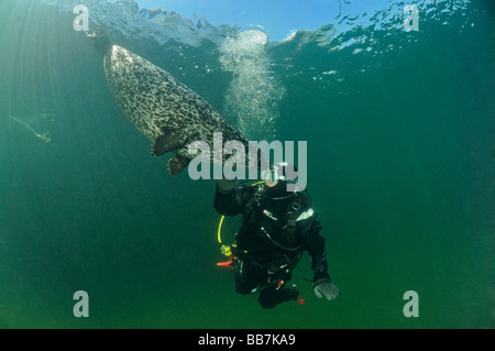 Politica europea comune in tenuta e scuba diver, Phoca vitulina vitulina Foto Stock