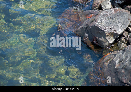 Iguana marine nuotare lontano nell'acqua Santa Cruz Island, Isole Galapagos, Pacific Foto Stock