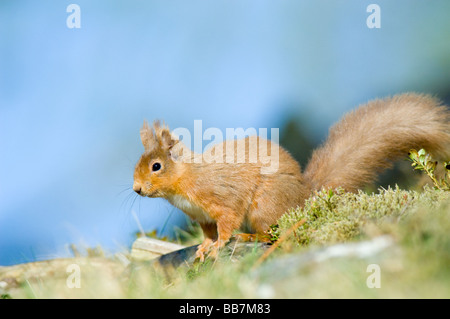 Red squirrel, Sciurus vulgaris, near Braemar in the Scottish Highlands. Foto Stock