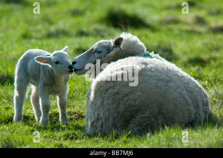 Mother sheep with young lamb in a grass field, Scotland. Foto Stock
