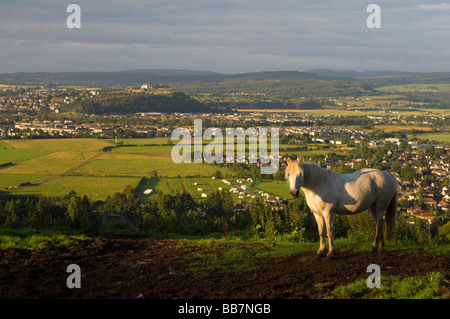 Un cavallo bianco in piedi in un campo nel Ochil Hills sopra Bridge of Allan, cercando di Stirling, e il suo castello, Scozia. Foto Stock