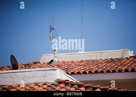 Gabbiani sulla parte superiore dell edificio in Ventura, California Foto Stock